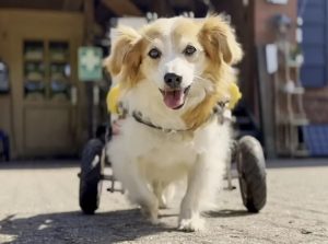 Hund mit Laufhilfe